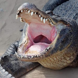 reptile and dinosaur park