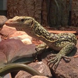 Indian River Reptile And DInosaur Park | Non-Profit Reptile Sanctuary