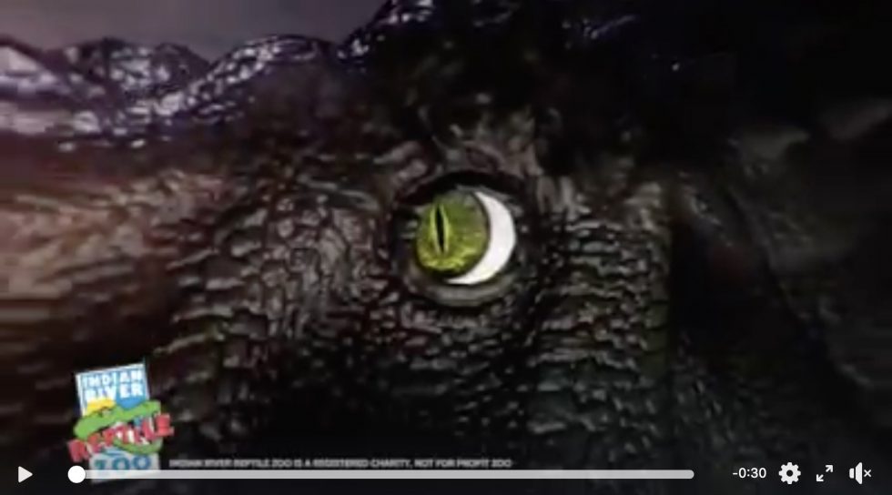 reptile and dinosaur park